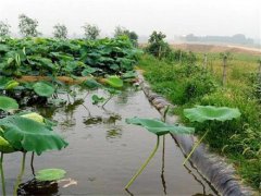 荷花池土工膜施工方案